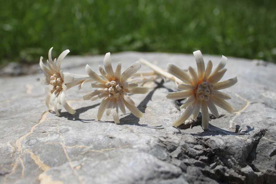 Handgeschnitztes Edelweiss